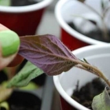 Zašto sadnice paradajza imaju ljubičaste listove?